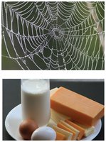 Fibrous and globular protein examples