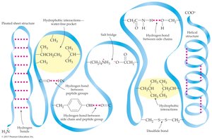 Common fibrous and globular proteins table