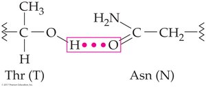 Hydrogen bonds in tertiary structure