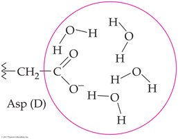 Hydrophilic interactions in tertiary structure