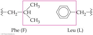 Hydrophobic interactions in tertiary structure