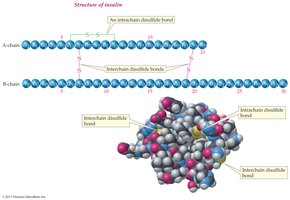 Disulfide bond in tertiary structure