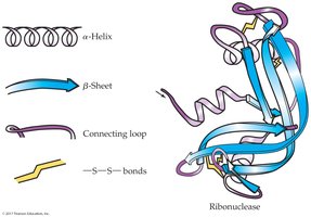 Ribonuclease tertiary structure