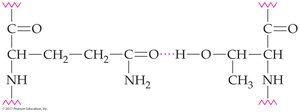 Hydrogen bond between threonine and glutamine