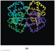 Hemoglobin quaternary structure