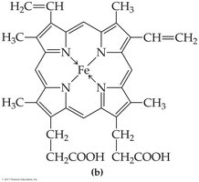 Heme group structure
