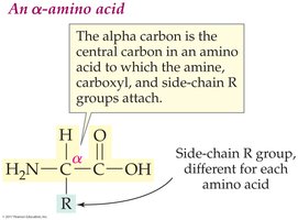 Structure of an alpha-amino acid