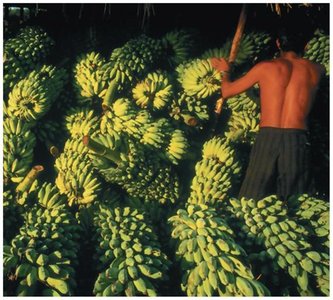 Bananas ripening, ethylene in nature