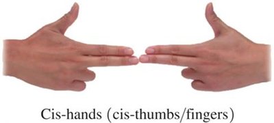 Cis-hands model for cis isomerism