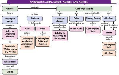 Carboxylic acids, esters, amines, and amides concept map