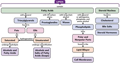 Lipids concept map