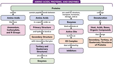 Amino acids, proteins, and enzymes concept map