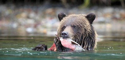 Bear eating salmon, fat as energy source