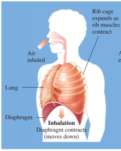 Boyle's law: inhalation diagram