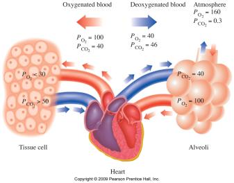 Gas exchange in blood and tissues