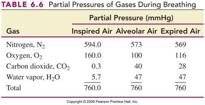 Gas exchange during breathing