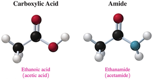 Comparison of carboxylic acid and amide structures