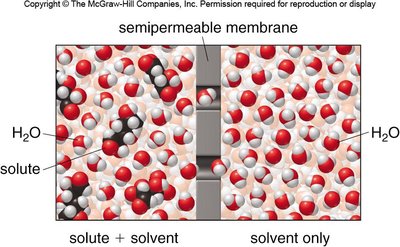 Osmosis across a semipermeable membrane