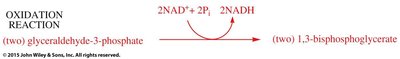 Glycolytic pathway with ATP and NADH production