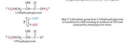 Structures of D-fructose, D-galactose, and D-mannose