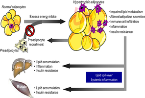 Lipid accumulation and health effects