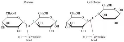Maltose and cellobiose glycosidic bonds
