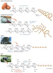 Structures of starch, cellulose, and chitin