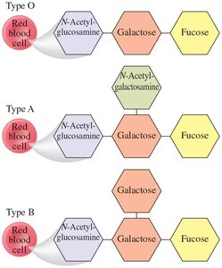 Oligosaccharide structures of blood types O, A, and B
