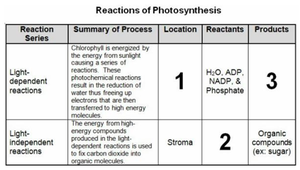 Table of reactions of photosynthesis with missing information