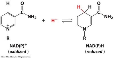 NAD(P)+ to NAD(P)H: reduction reaction