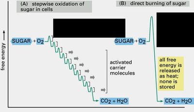 Stepwise oxidation of sugar in cells vs direct burning