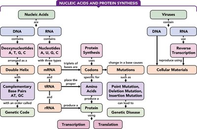Nucleic Acids and Protein Synthesis concept map