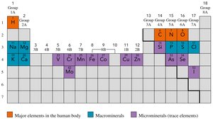 Periodic table showing essential elements in the human body