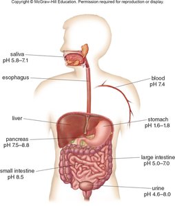pH of body fluids