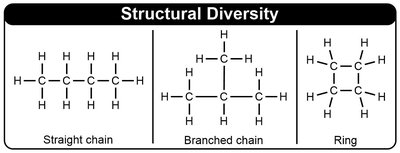 Structural diversity: straight chain, branched chain, ring