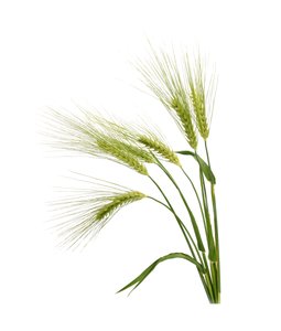 Barley plant, source of starch (amylose/amylopectin)