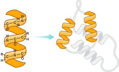 Alpha Helix Structure