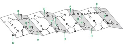 Beta-Pleated Sheet Structure