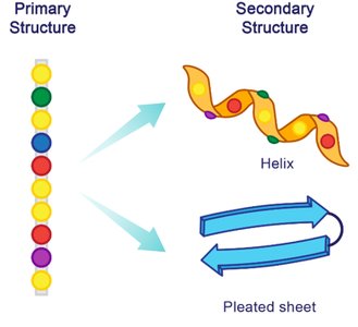 Primary, Secondary, and Beta Sheet Diagram