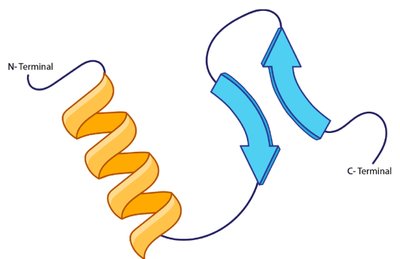 Alpha Helix and Beta Sheet with Terminals