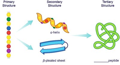 Tertiary Structure Overview