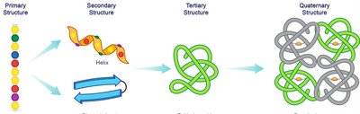 Quaternary Structure with Subunits and Prosthetic Groups