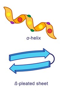 Summary of Protein Structure
