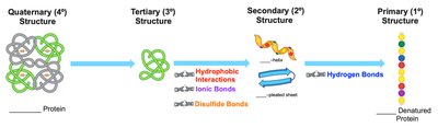Protein Denaturation and Structure Levels