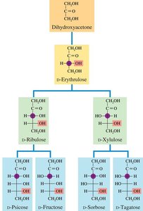 Classification of aldoses by carbon number