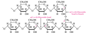 Amylopectin structure with α(1→4) and α(1→6) glycosidic bonds