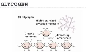 Glycogen structure showing highly branched glucose units