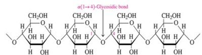 Amylose structure with α(1→4) glycosidic bonds
