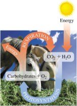 Photosynthesis and respiration cycle