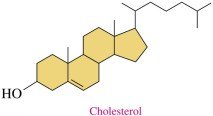 Cholesterol structure
